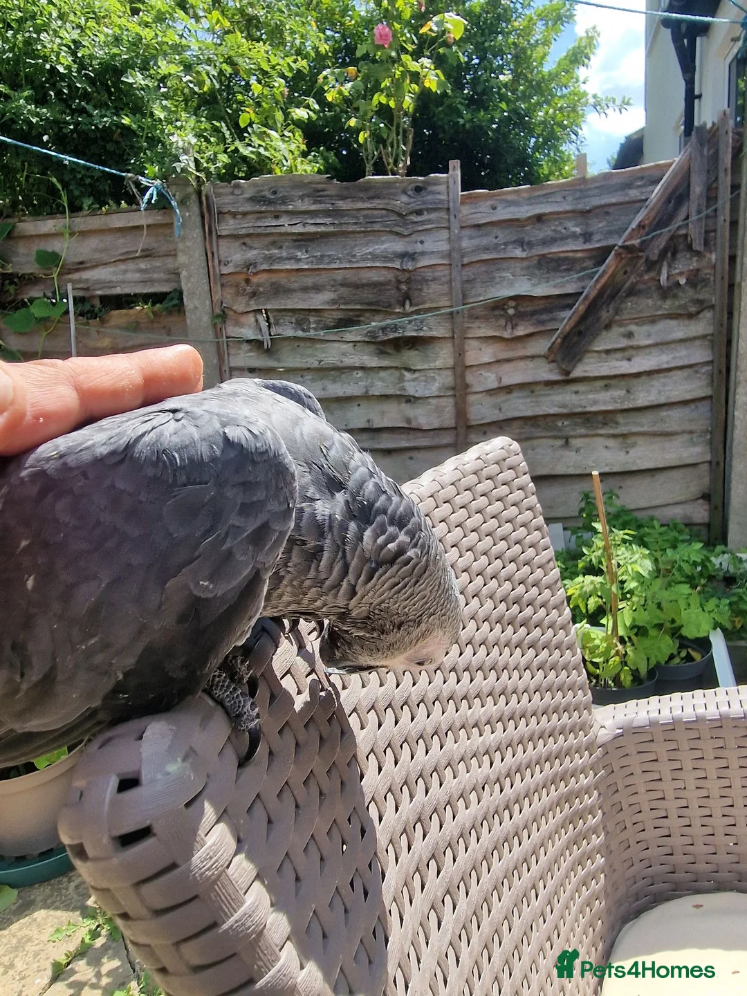 Parrots birds for sale: Super tame African Greys  in Harrow - Advert 10