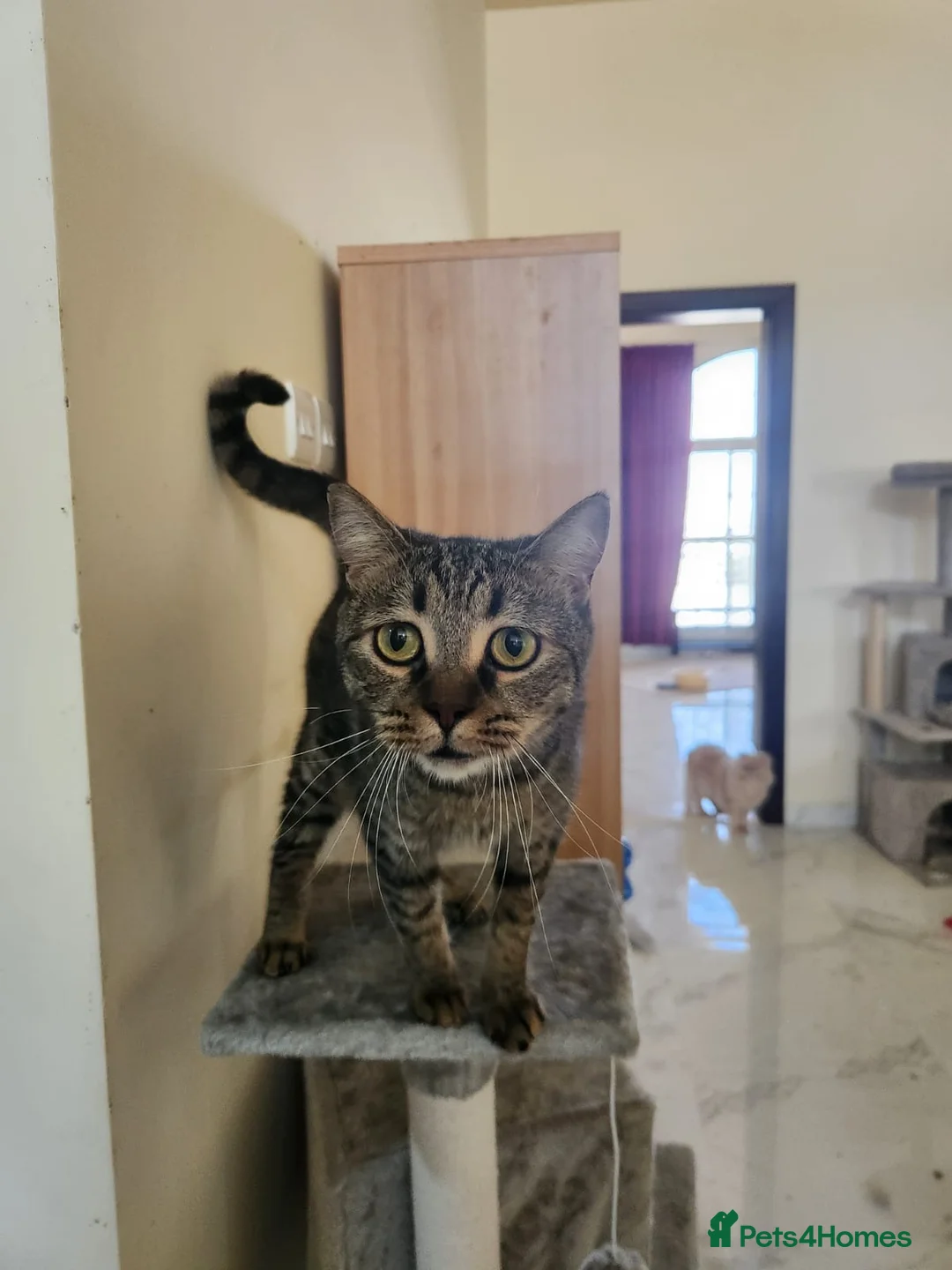 Domestic Shorthair cats for adoption: Elvis  - Advert 1