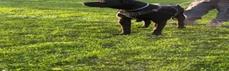 Cane Corso dogs for sale: X4 female cane corso  - Advert 11
