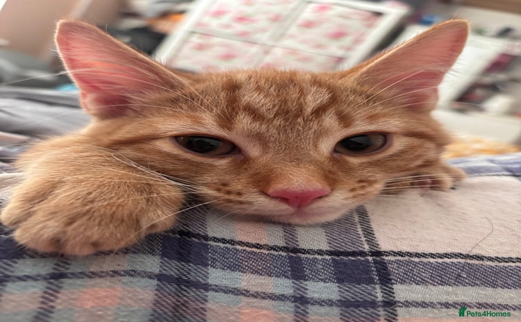 Domestic Shorthair cats - Advert 9