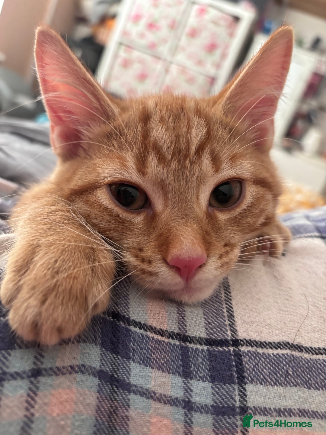 Domestic Shorthair cats for sale: Ginger kitten for sale! - Image 1