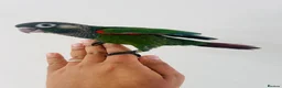 Conures birds for sale: Hand reared conure for sale  - Advert 10