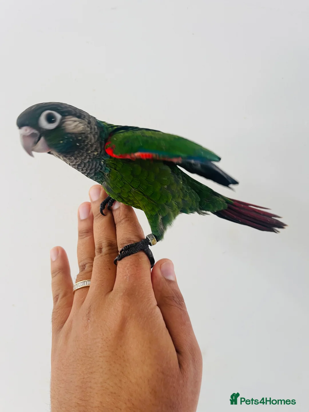 Conures birds for sale: Hand reared conure for sale  - Advert 10