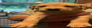 Labrador Retriever 3 