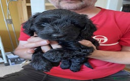 Sproodle dogs for sale: 1 Gorgeous F2 Sproodle Girl FULLY Vaccinated - Image 10