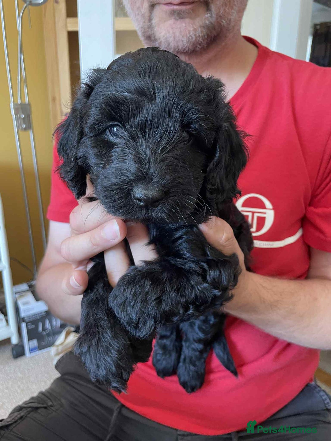 Sproodle dogs for sale: 1 Gorgeous F2 Sproodle Girl FULLY Vaccinated - Image 10