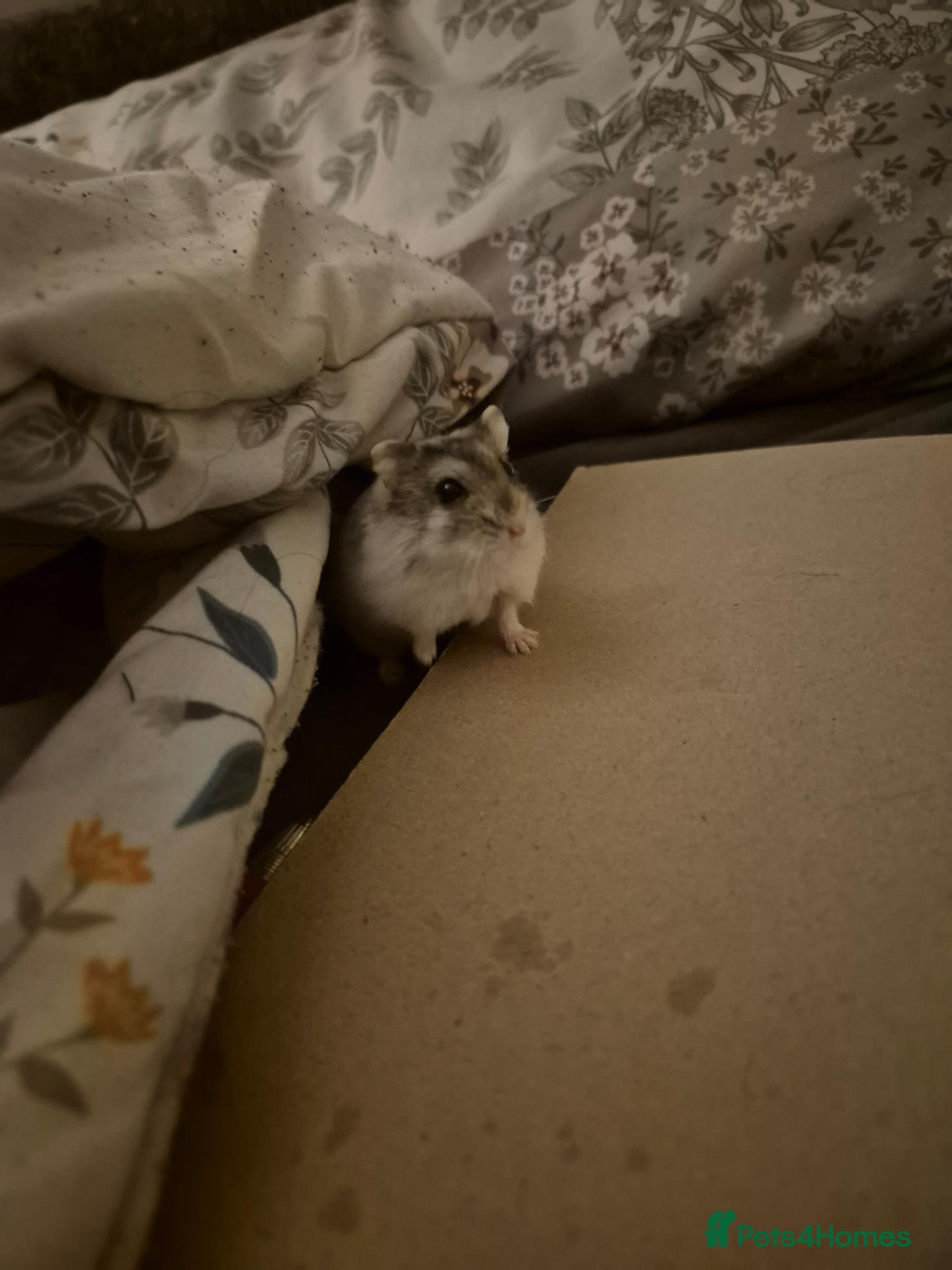 Hamster rodents Dawf hamster  - Advert 1