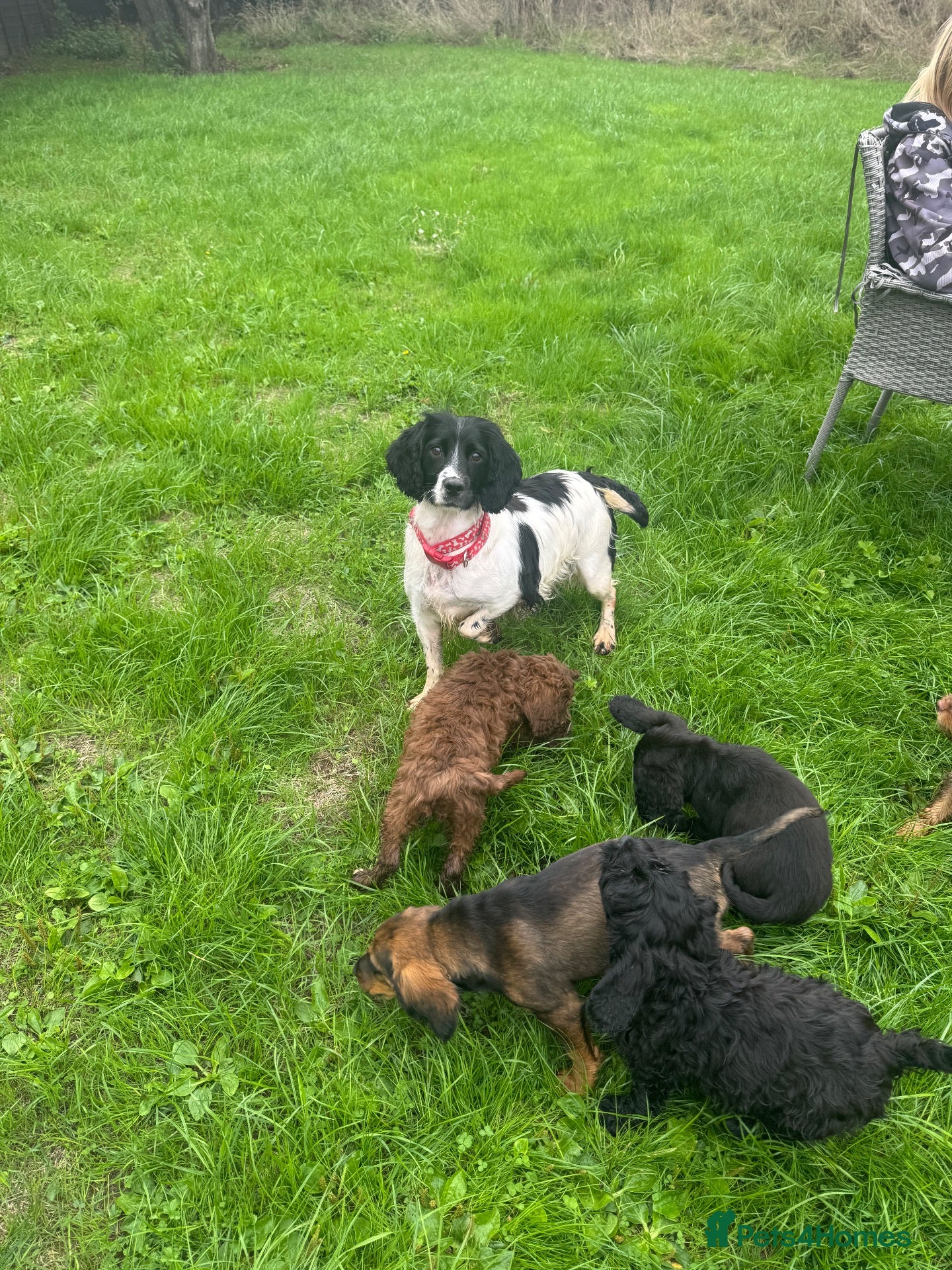 Sproodle dogs Healthy happy Miniature Sproodle Puppies - Advert 1