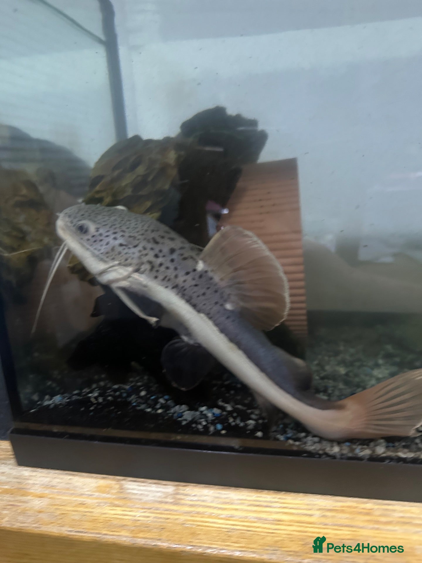 Catfish fish Red-tailed Catfish - Advert 9
