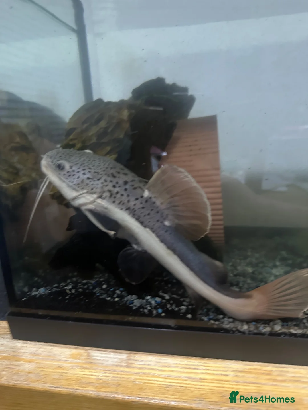 Catfish fish for sale: Red-tailed Catfish - Advert 1