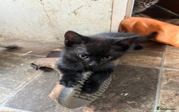 British Shorthair cats for sale: Beautiful kittens from farm cat. - Image 7