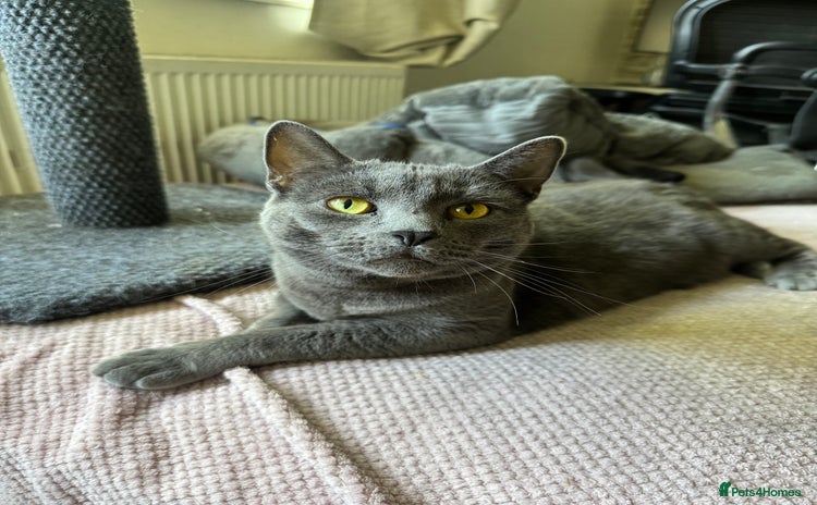 British Longhair cats - Advert 1