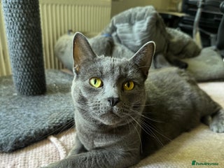 British Longhair cats for sale - Advert 1