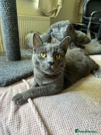 British Longhair cats - Advert 12