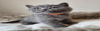 Blue male - orange collar 
