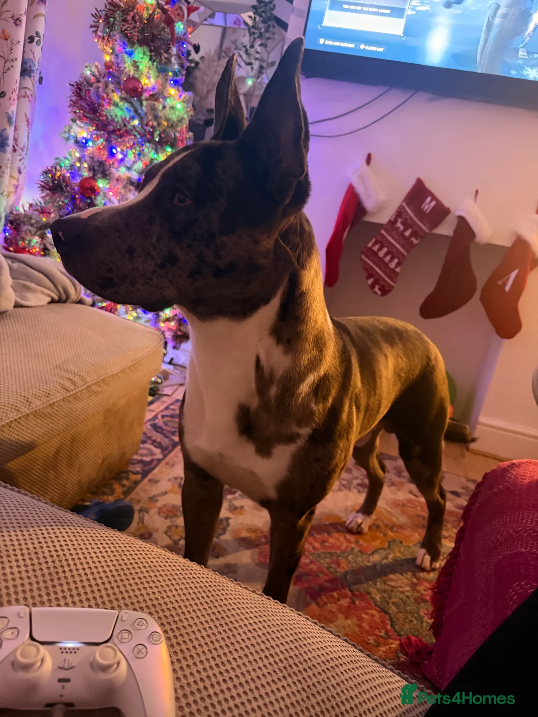 Mixed Breed dogs for sale: Bouncy Bleu  - Advert 4