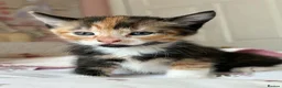 Mixed Breed cats for sale: Beautiful kittens  - Advert 27