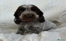 Cocker Spaniel dogs for sale: Chocolate roan show type cocker spaniels - Image 5