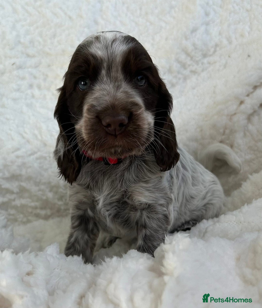 Cocker Spaniel dogs for sale: Chocolate roan show type cocker spaniels - Image 5