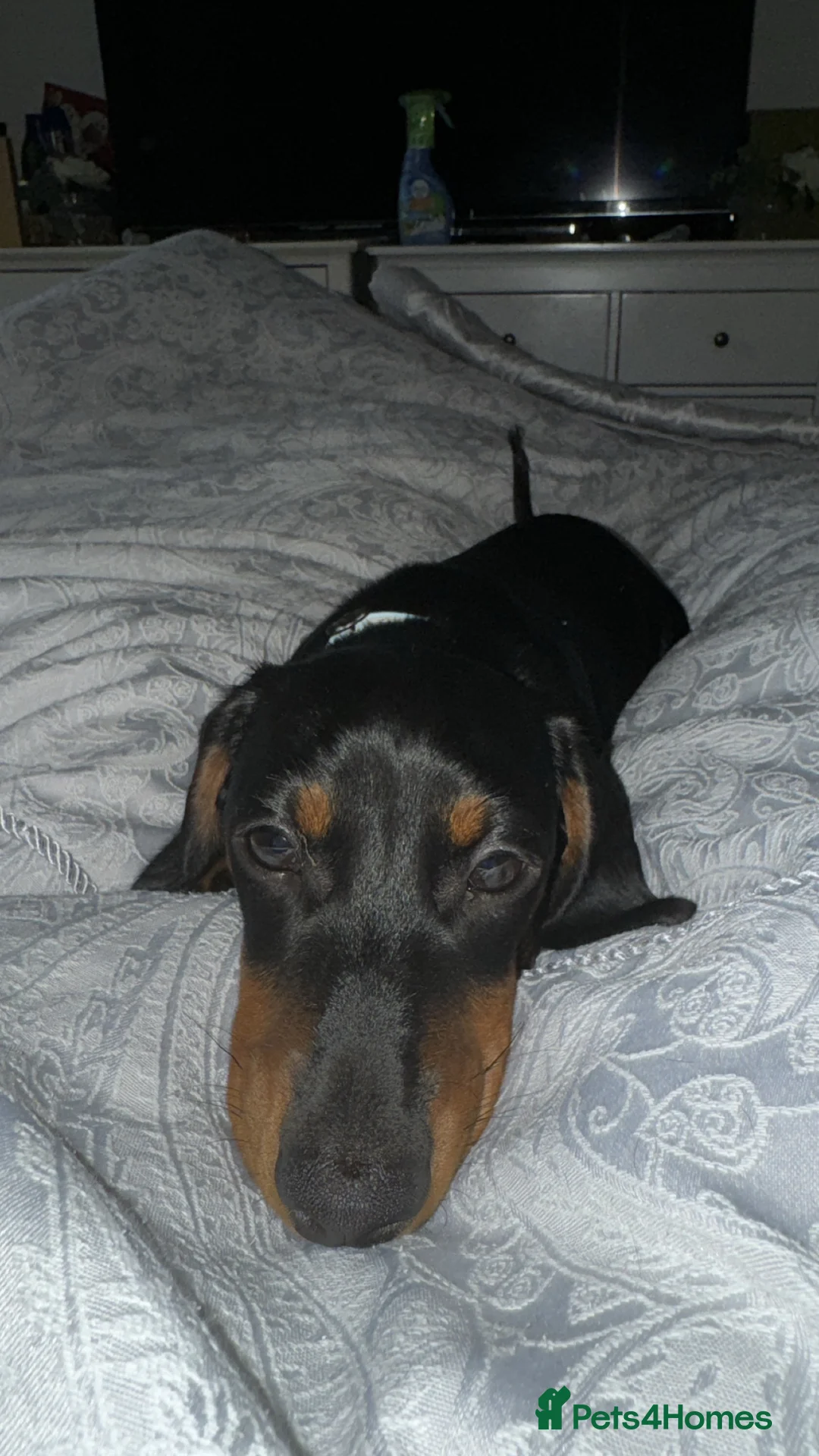 Miniature Dachshund dogs for stud: 🩵Miniature dachshund for stud🩵 in Cheltenham - Advert 1