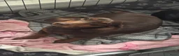 Miniature Dachshund dogs for sale: Miniature Dachshunds  - Advert 2