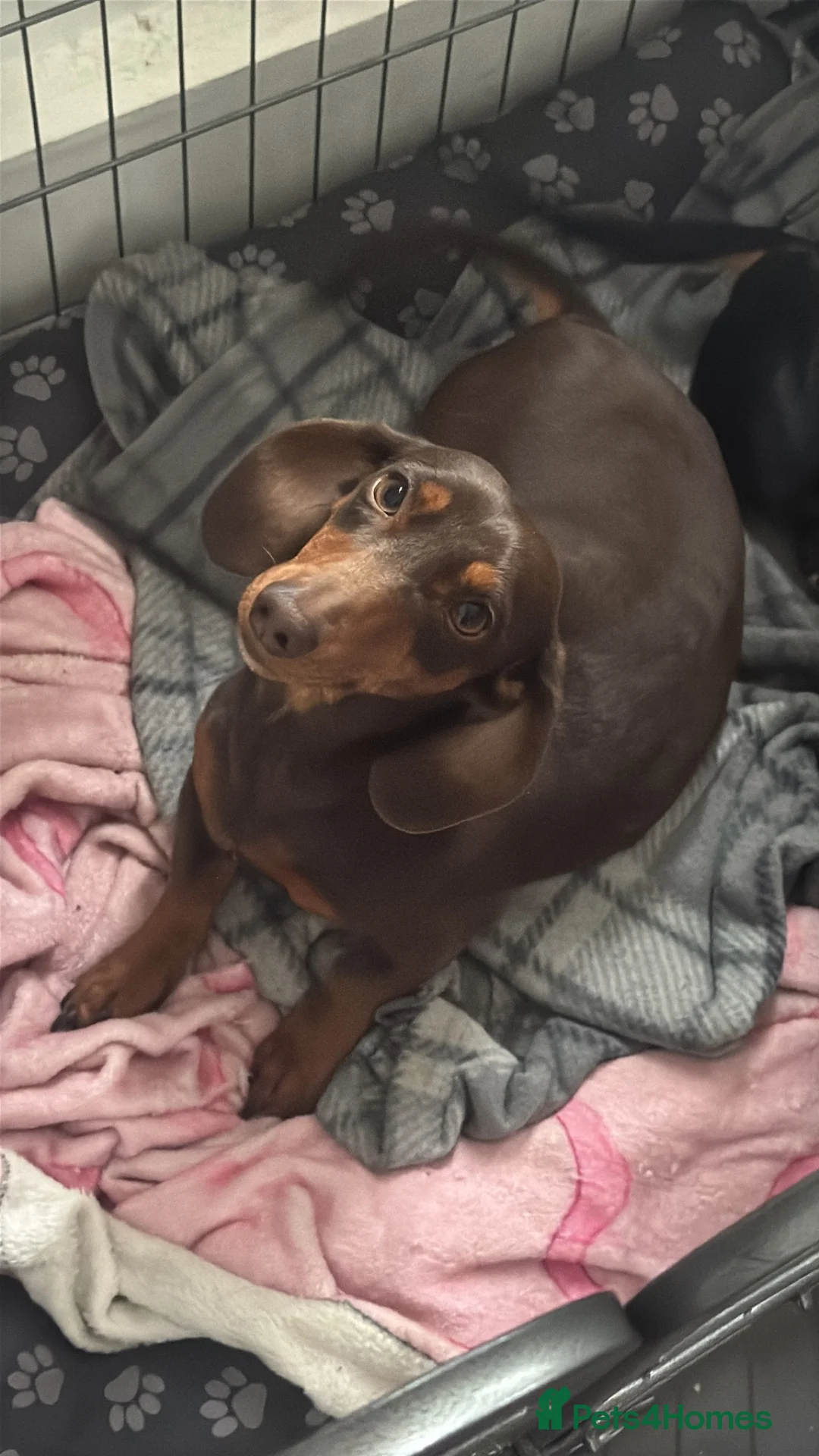 Miniature Dachshund dogs for sale: Miniature Dachshunds  - Advert 2