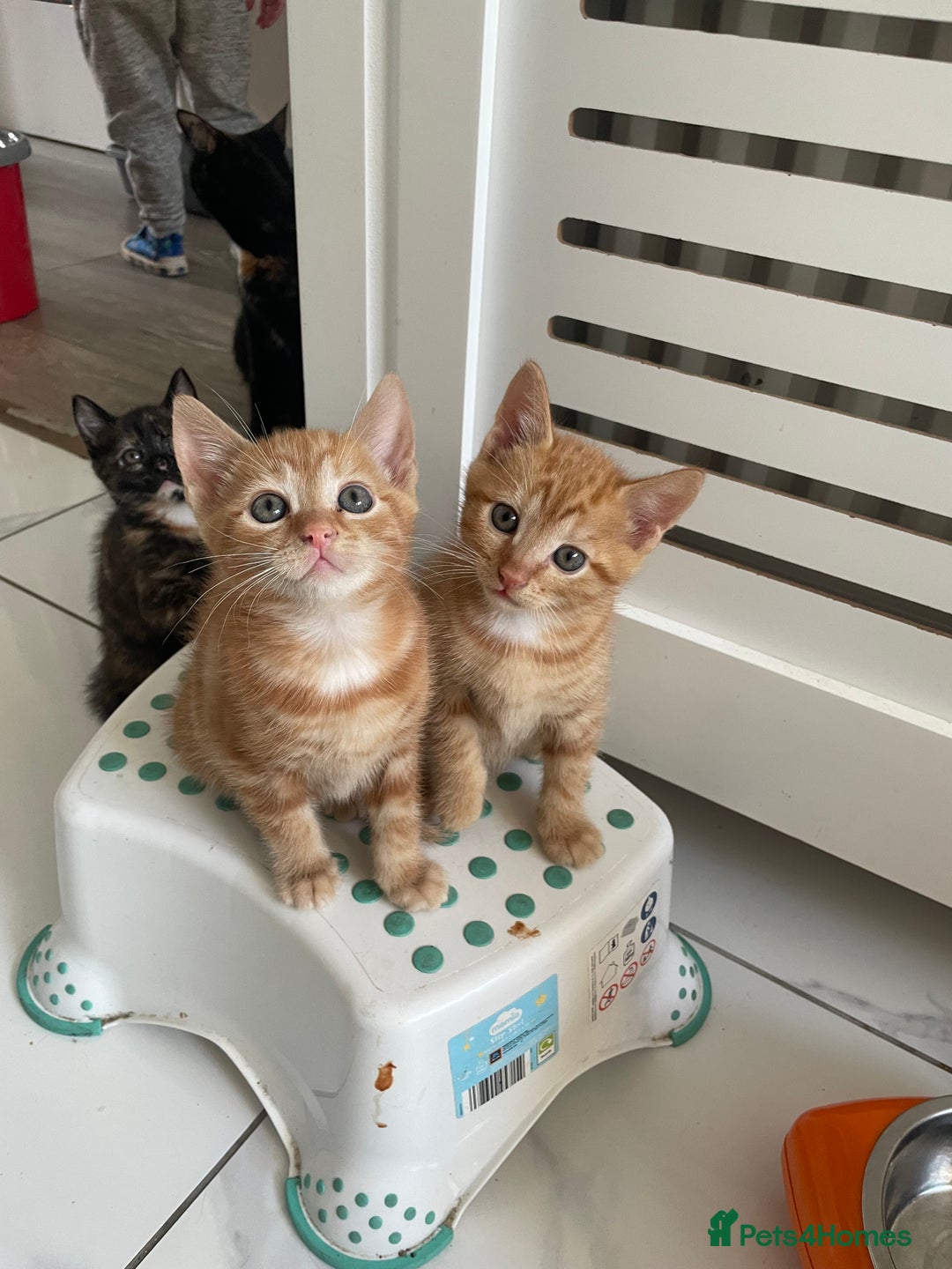 British Shorthair cats for sale: Gorgeous Kittens For Sale, Very Loving & Playful - Image 1