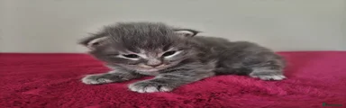 Bilbo