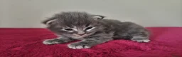 Maine Coon cats for sale: Tica registered Maine coon kittens - Advert 2