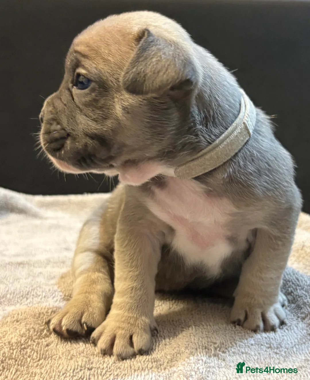 Mixed Breed dogs for sale: Frenchie mix - Advert 15