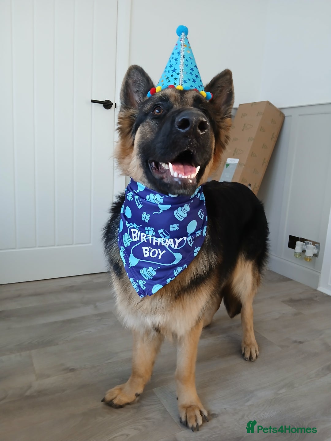 German Shepherd dogs for sale: Male german shepherd 15 months old - Advert 3