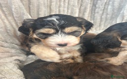 Cockapoo dogs for sale: Cockapoo Puppies - Image 30