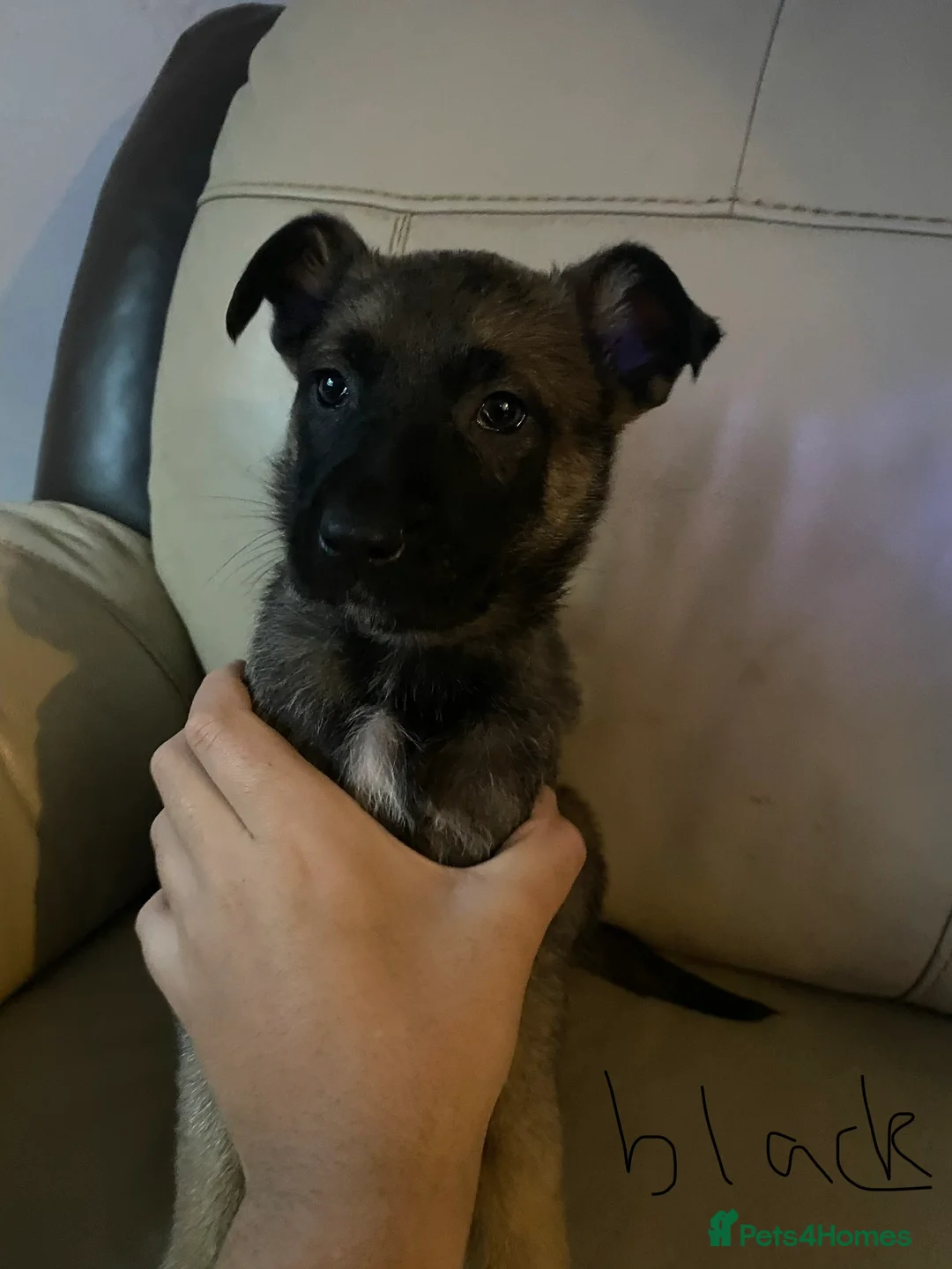 Belgian Shepherd Dog dogs for sale: Belgian Malinois Puppie’s ! - Advert 13
