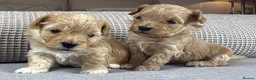 Maltipoo dogs for sale: SEE ALL OUR PUPPIES ON INSTA. OAKWELL RETRIEVERS  - Advert 5