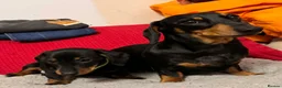 Miniature Dachshund dogs for sale: Miniature Dachshund puppy  - Advert 1