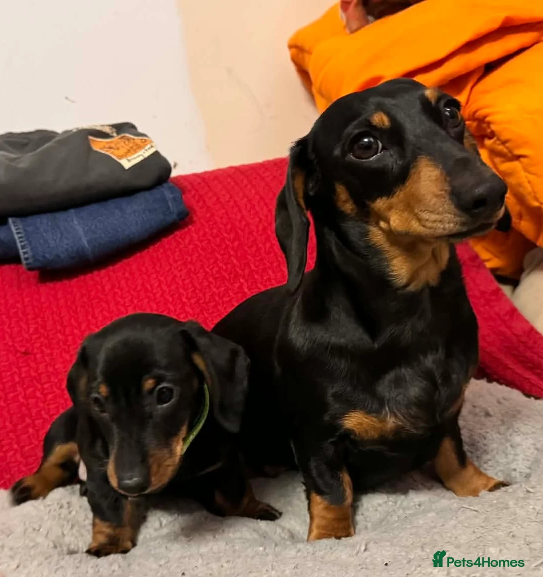 Miniature Dachshund dogs for sale: Miniature Dachshund puppy  - Advert 1