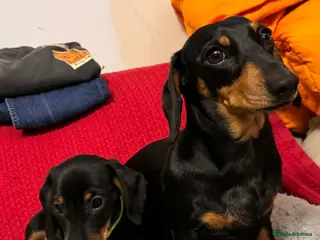 Miniature Dachshund dogs Miniature Dachshund puppy - Advert 1