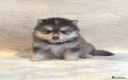 Pomsky dogs for sale: perfect husky markings Pomsky puppies for sale - Image 2