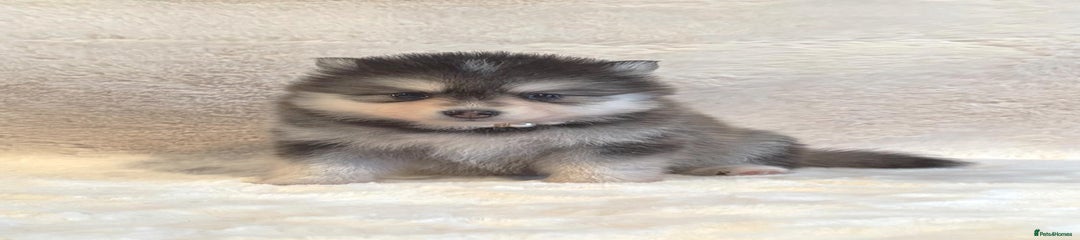 Pomsky Puppy 4