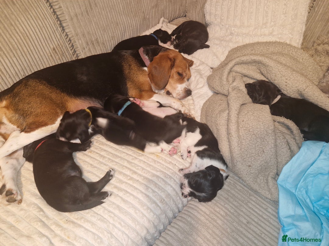 Bocker dogs for sale: Beautiful Bocker puppies - Advert 1
