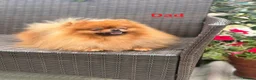 Pomeranian dogs for sale: ❤️ Exceptional KC Registered Pomeranian Puppies ❤️ - Advert 2