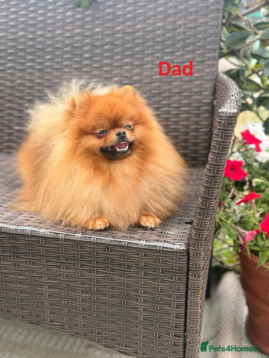 Pomeranian dogs for sale: ❤️ Exceptional KC Registered Pomeranian Puppies ❤️ - Advert 2