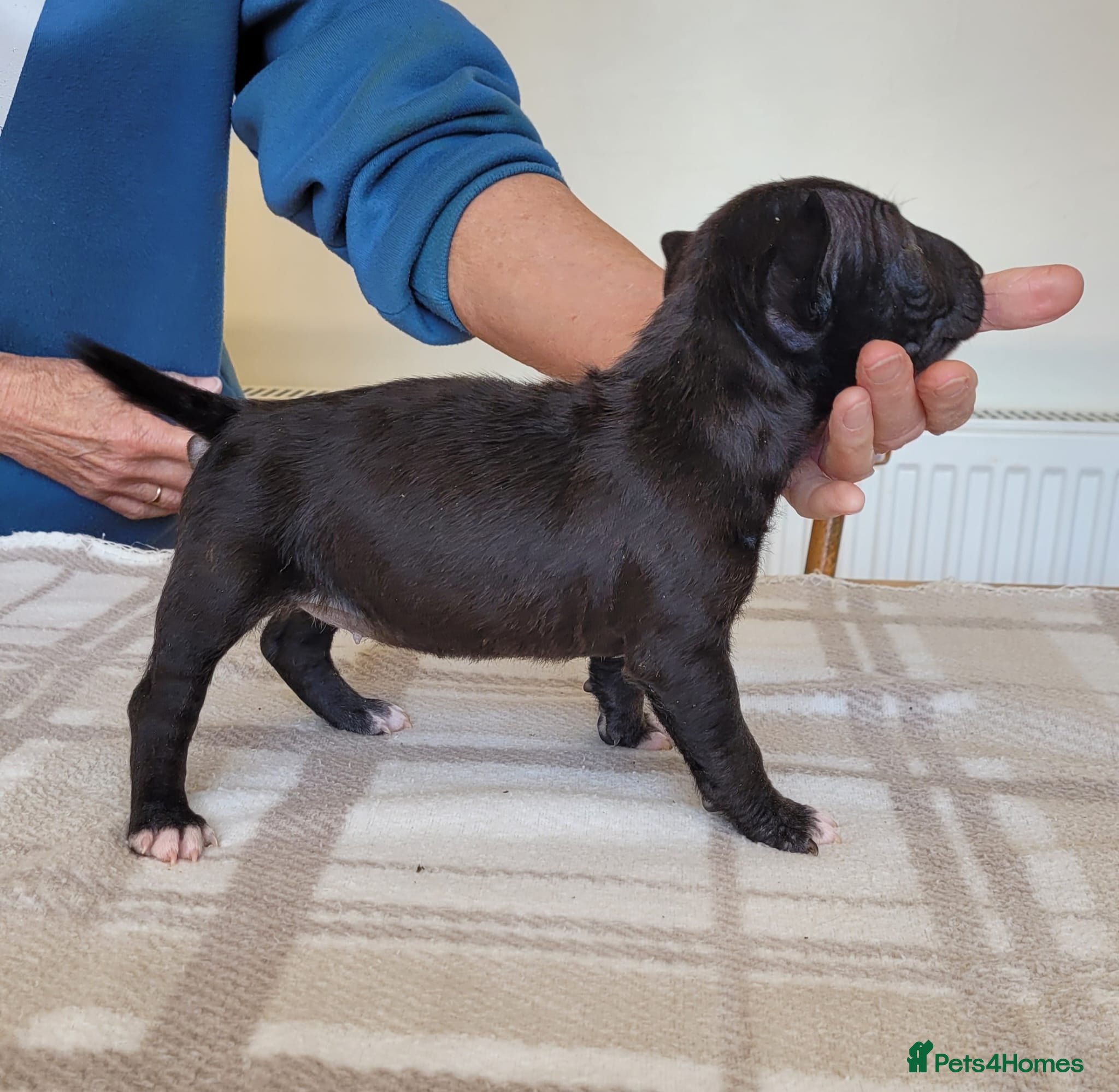 Miniature Bull terrier dogs KC registered mini bull terriers - Advert 2