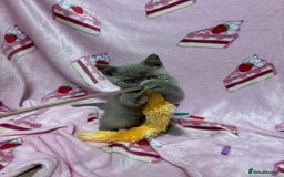 British Shorthair cats for sale: Rainbow litter 🤩🤩💕💕🌈🌈 - Image 5