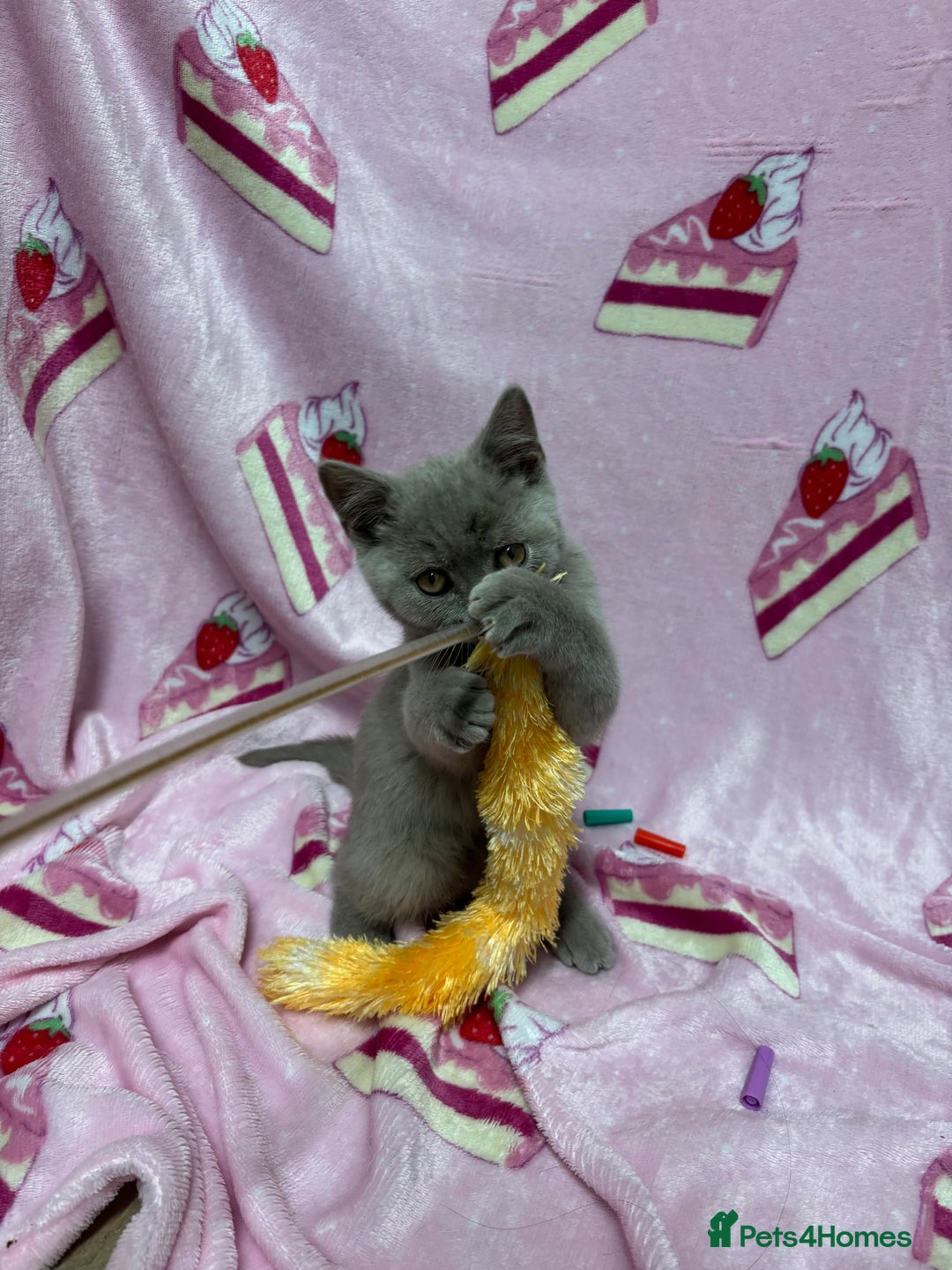 British Shorthair cats for sale: Rainbow litter 🤩🤩💕💕🌈🌈 - Image 5