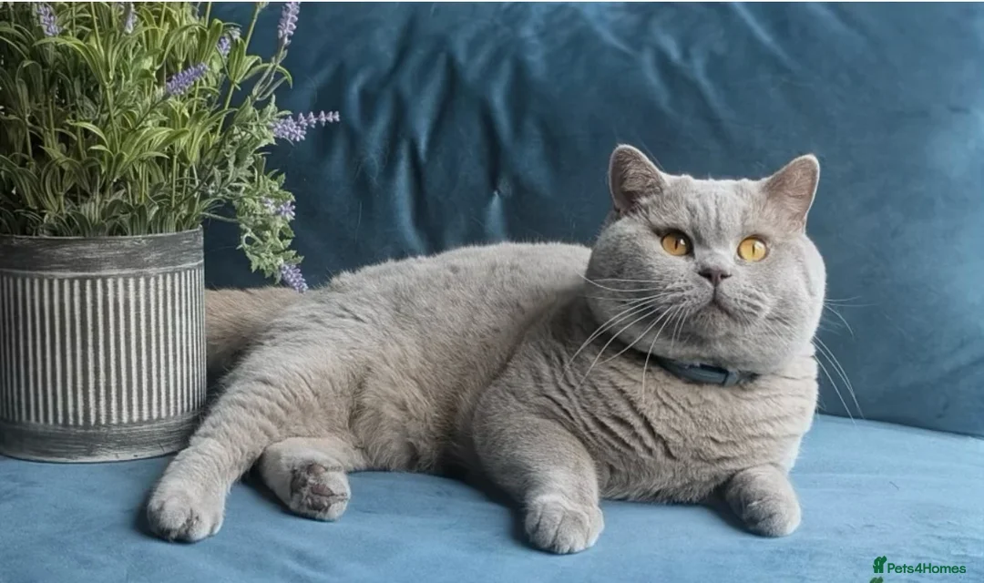 British Shorthair cats for stud: Outstanding champion lilac stud  - Advert 1