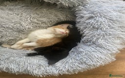 Mixed Breed cats for sale: 3 Male kittens  - Image 5