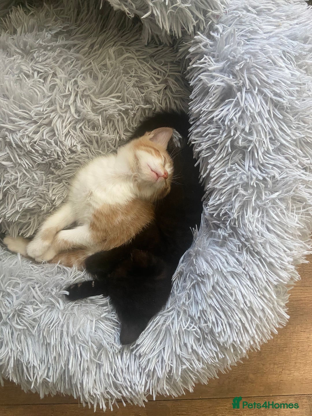 Mixed Breed cats for sale: 3 Male kittens  - Image 5