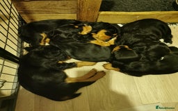 Cocker Spaniel dogs for sale: Gamekeeper bred kc reg working cocker puppys - Advert 8