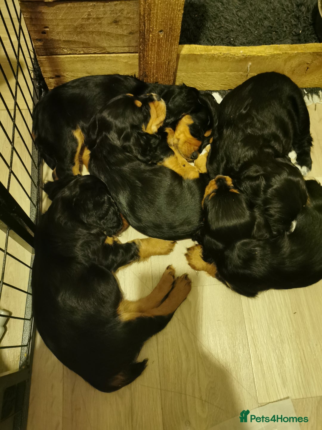 Cocker Spaniel dogs for sale: Gamekeeper bred kc reg working cocker puppys - Advert 8